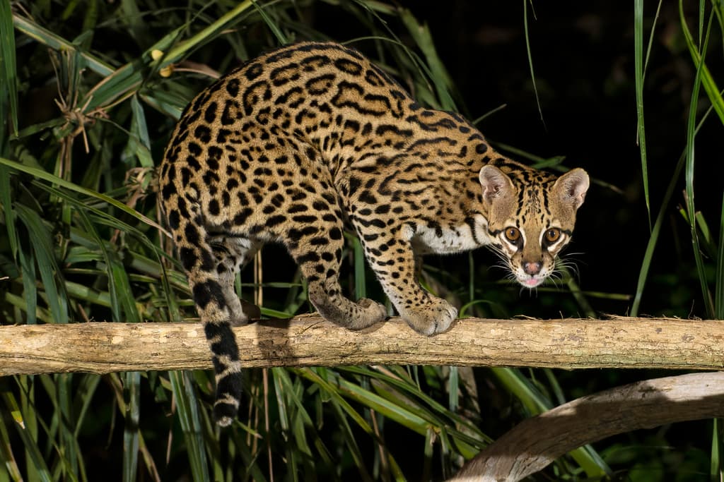 Ocelot photographed at the Aripo Savannas Environmentally Sensitive Area, Trinidad