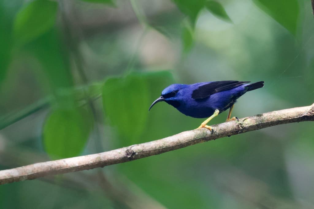 Four male Purple Honeycreepers at a bird feeder at Asa Wright Nature Centre, Trinidad