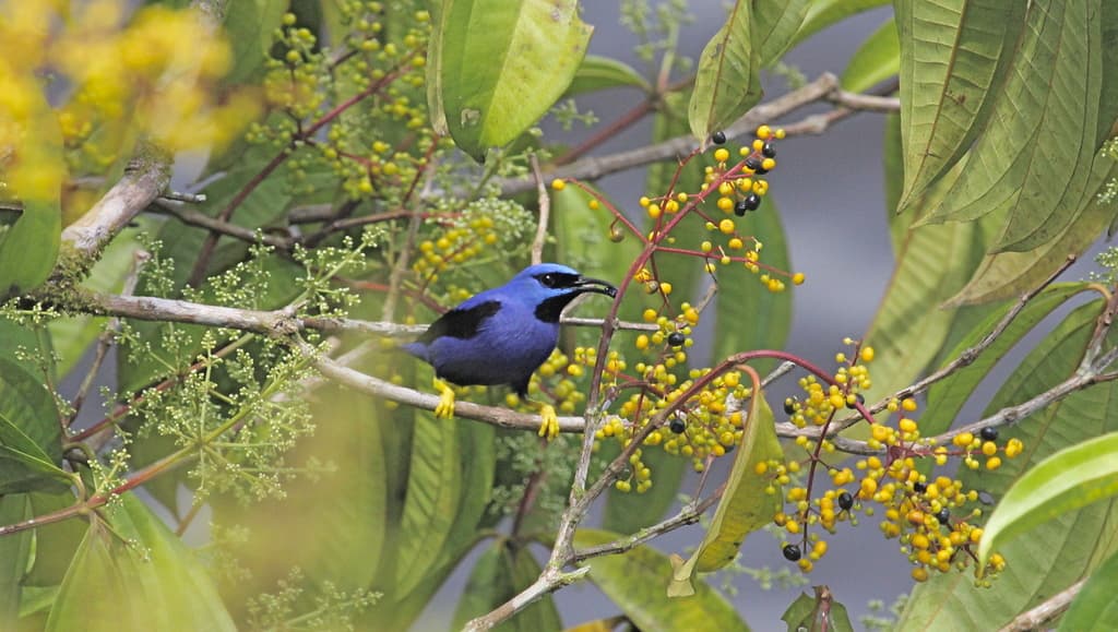 Purple Honeycreeper (Cyanerpes caeruleus) male in Trinidad