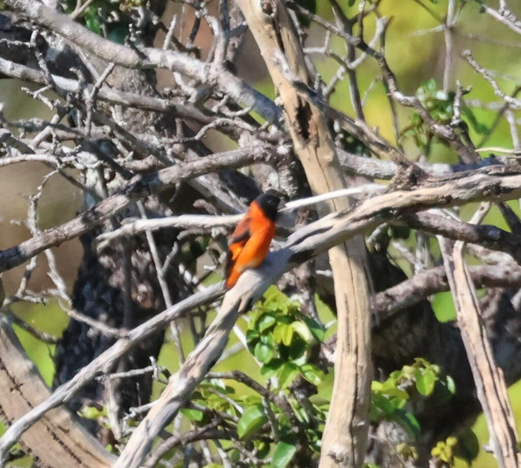 Red Siskin (Spinus cucullatus) male perched, showing distinctive red plumage