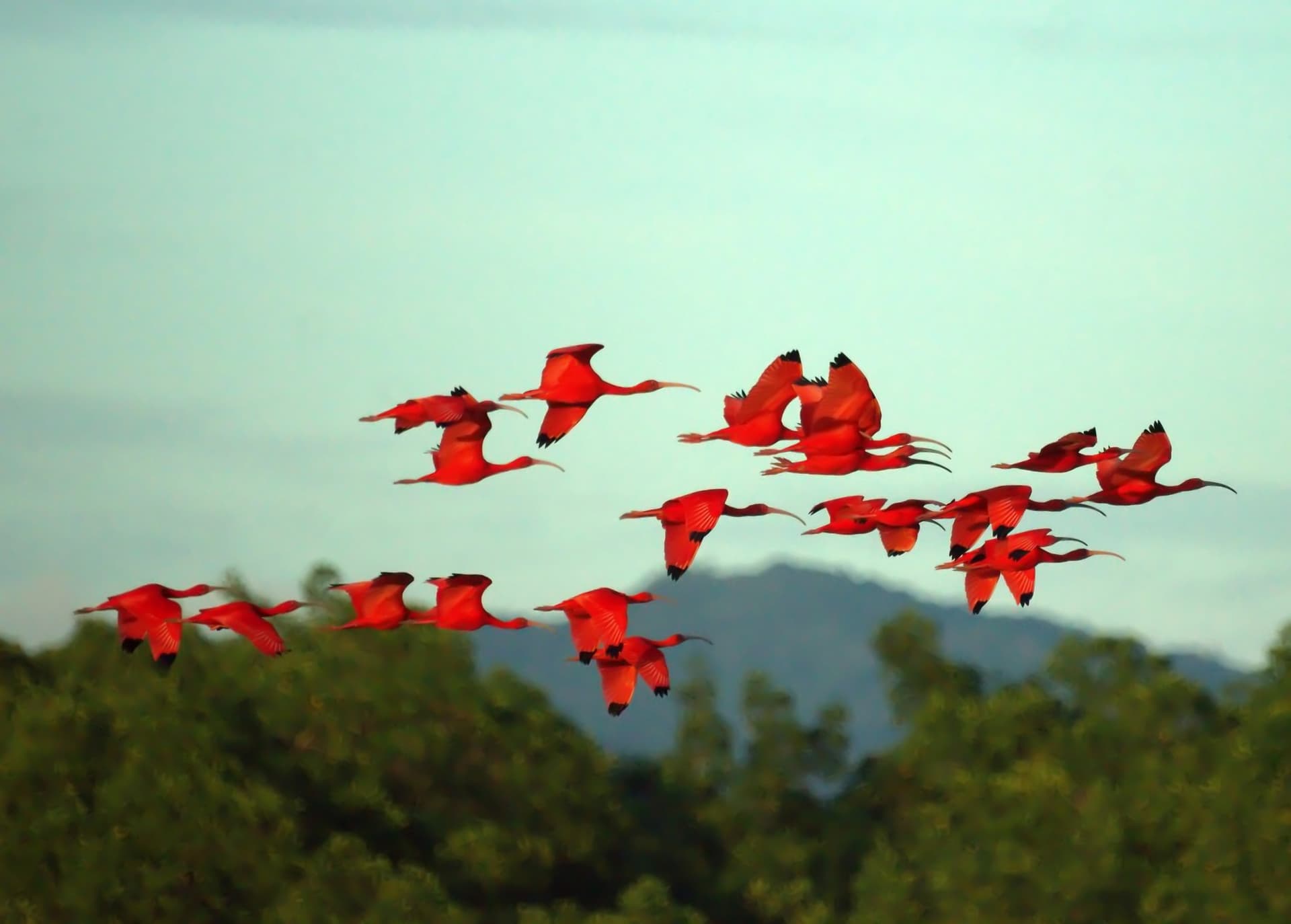 Flock of Scarlet Ibis in flight over Tobago, Trinidad and Tobago