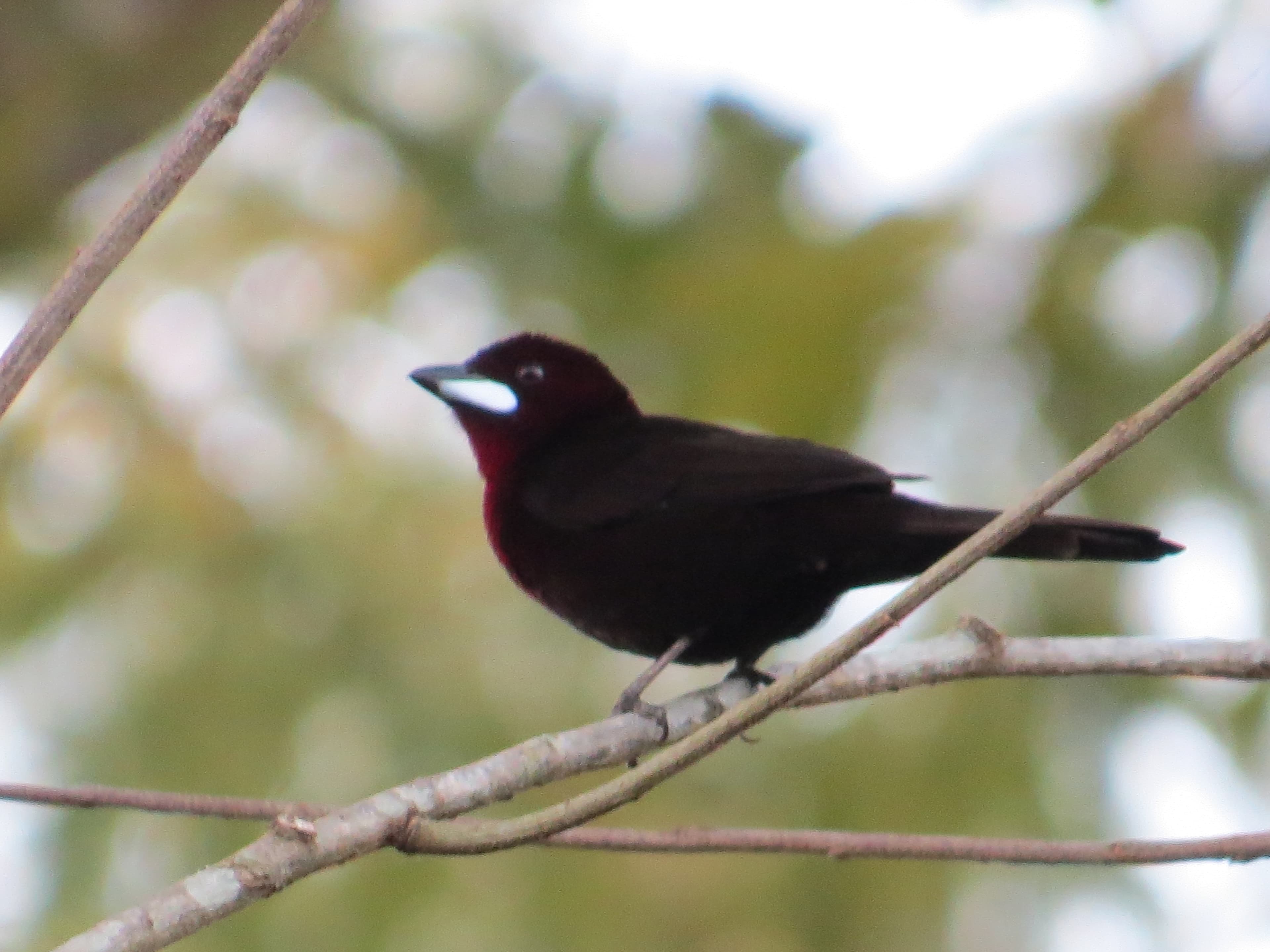 Silver-beaked Tanager male (Ramphocelus carbo)