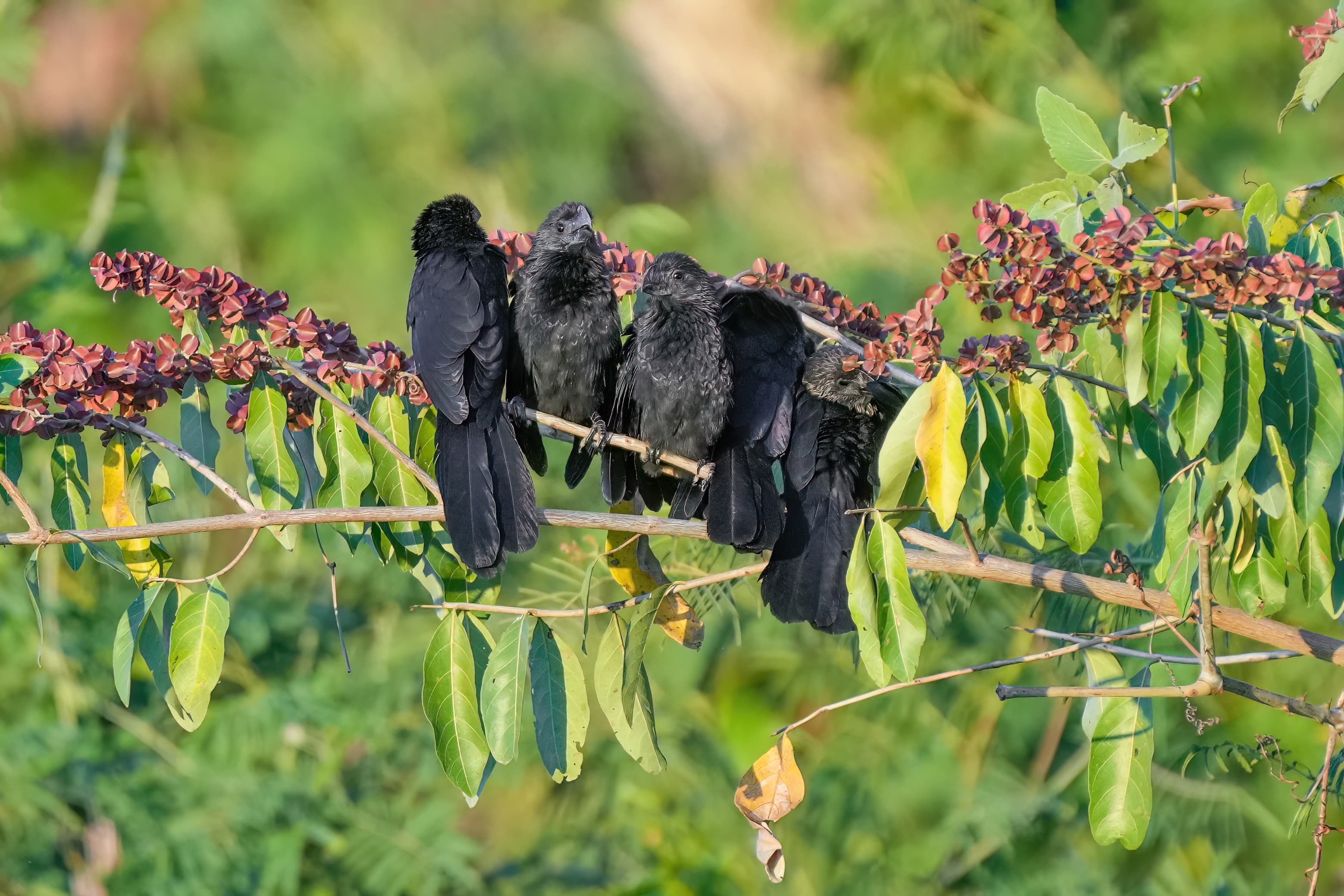 Smooth-billed Ani perched in Encontro das Aguas State Park, Brazil
