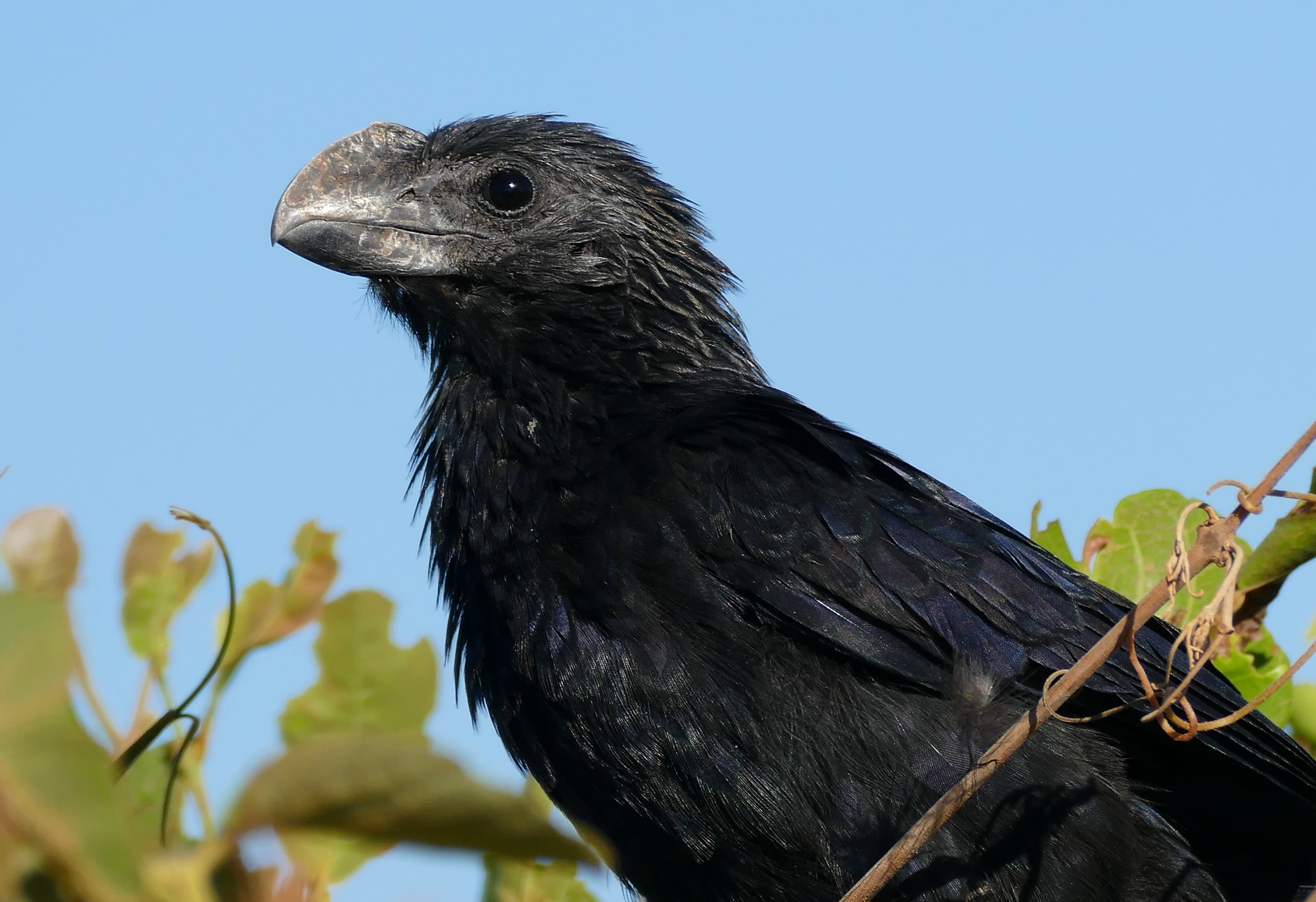 Smooth-billed Ani (Crotophaga ani) close-up portrait at Transpantaneira, Brazil
