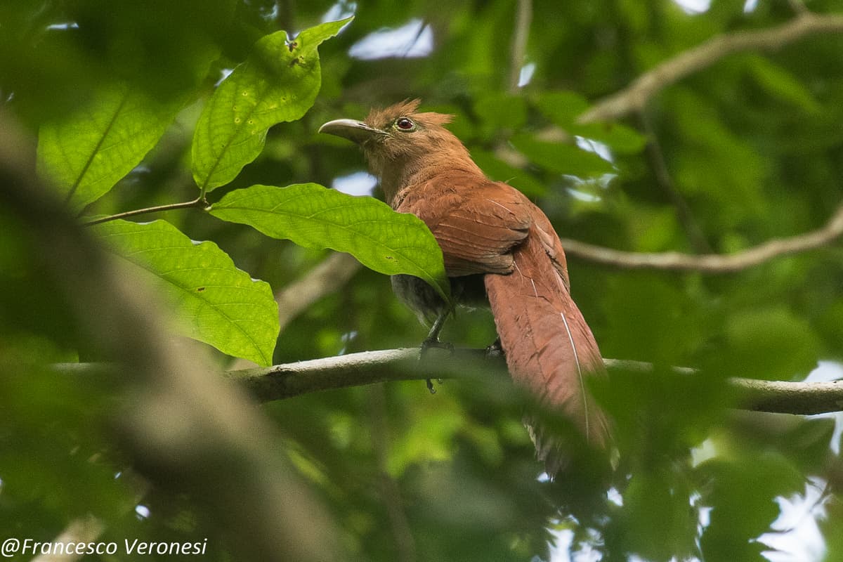 Squirrel Cuckoo perched in the forest of Darien, Panama