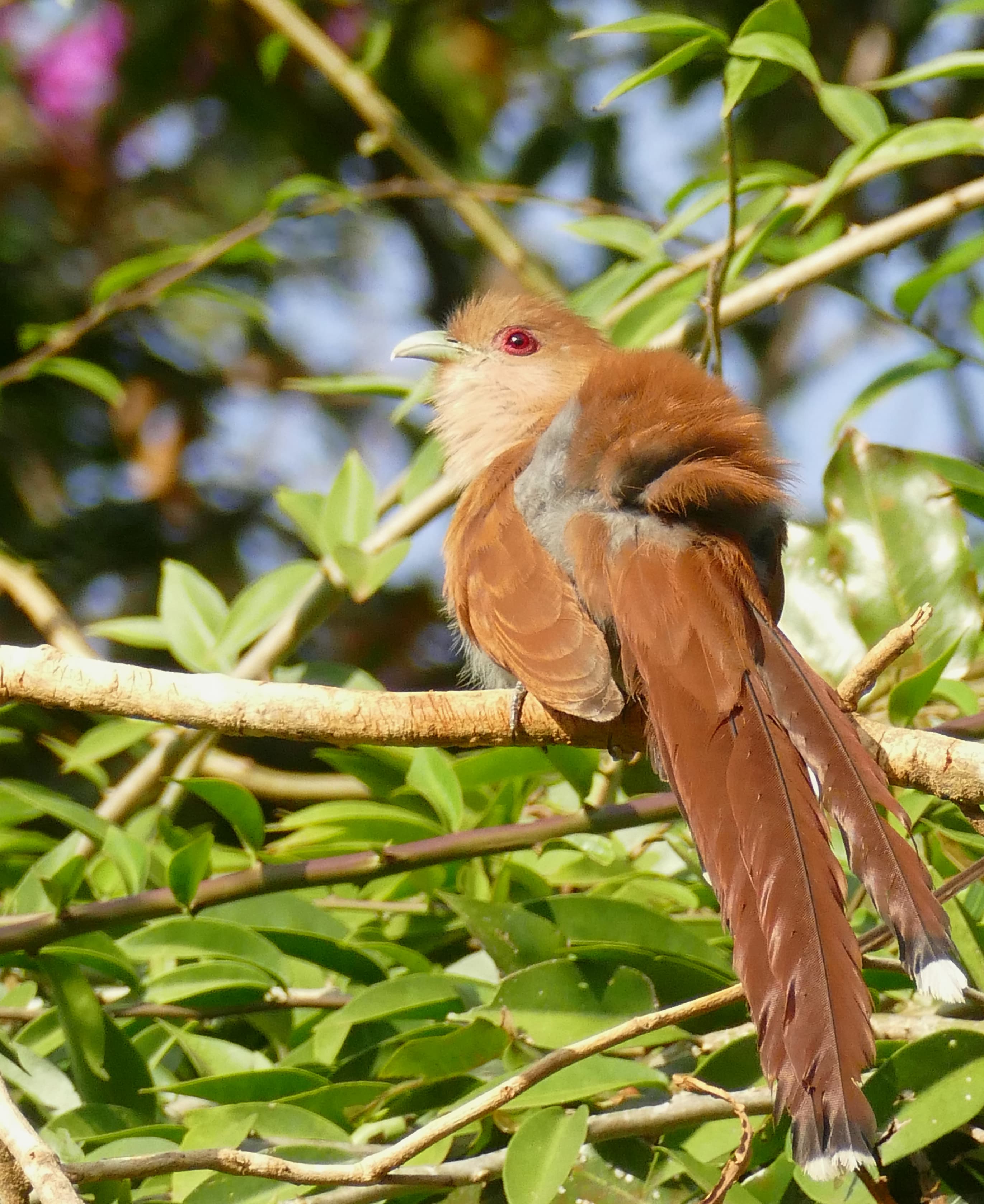 Squirrel Cuckoo (Piaya cayana) portrait in Chapada dos Guimaraes, Brazil