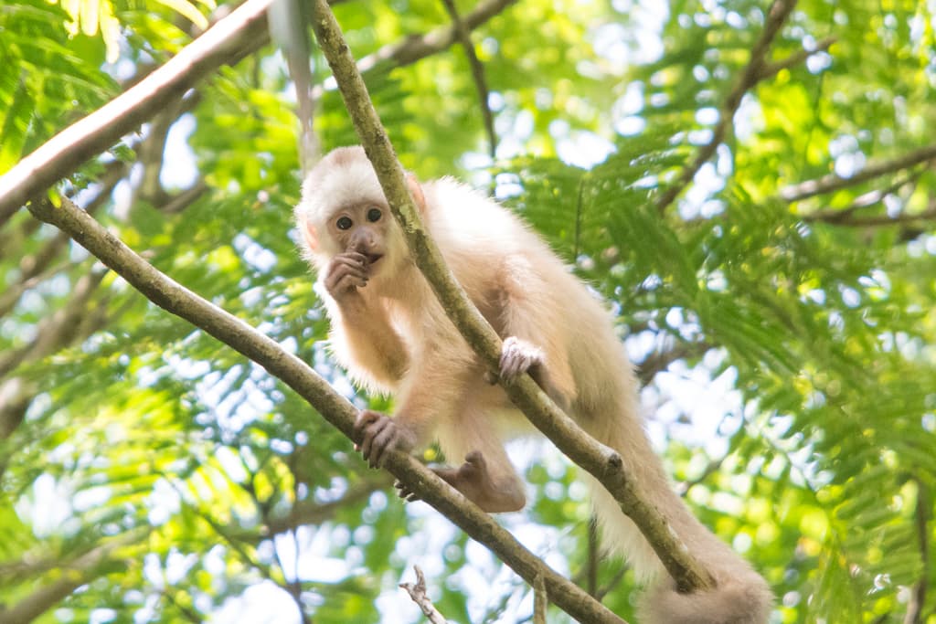 Trinidad White-fronted Capuchin monkey in the Nariva Swamp, Trinidad