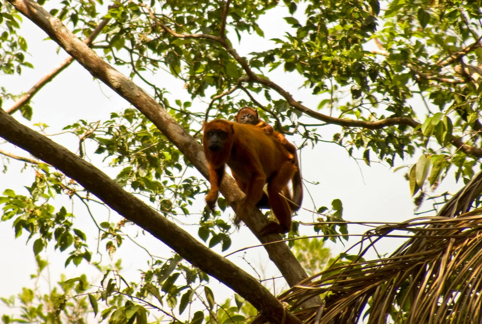 Guianan Red Howler Monkey female and juvenile together in the forest canopy