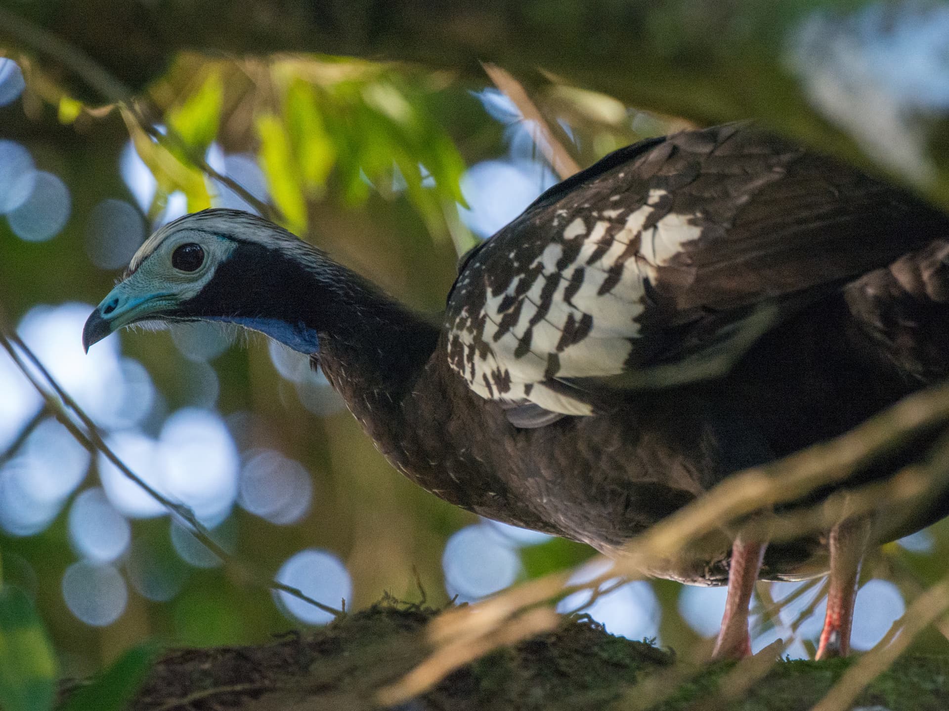 Trinidad Piping-Guan (Pawi) in its natural forest habitat in Trinidad and Tobago