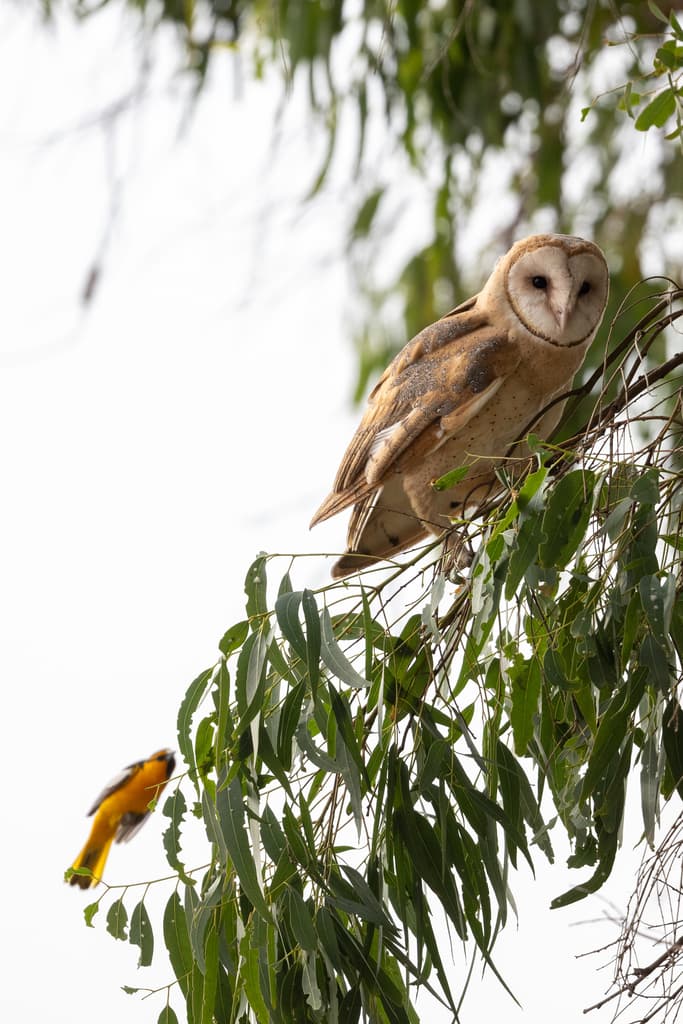 Troupial (Icterus icterus) in natural habitat in Colombia