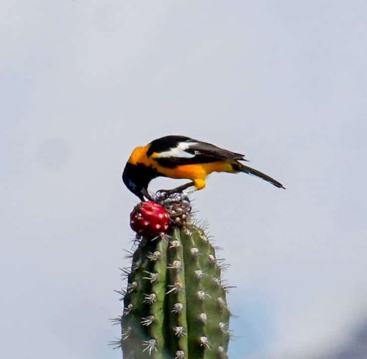 Troupial (Icterus icterus) perched in Arauca, Colombia
