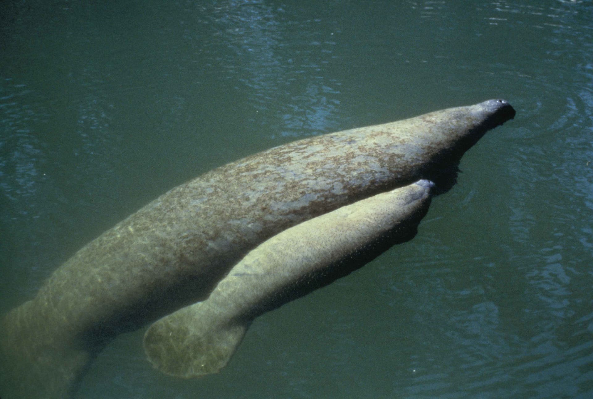 West Indian Manatee cow and calf swimming together underwater