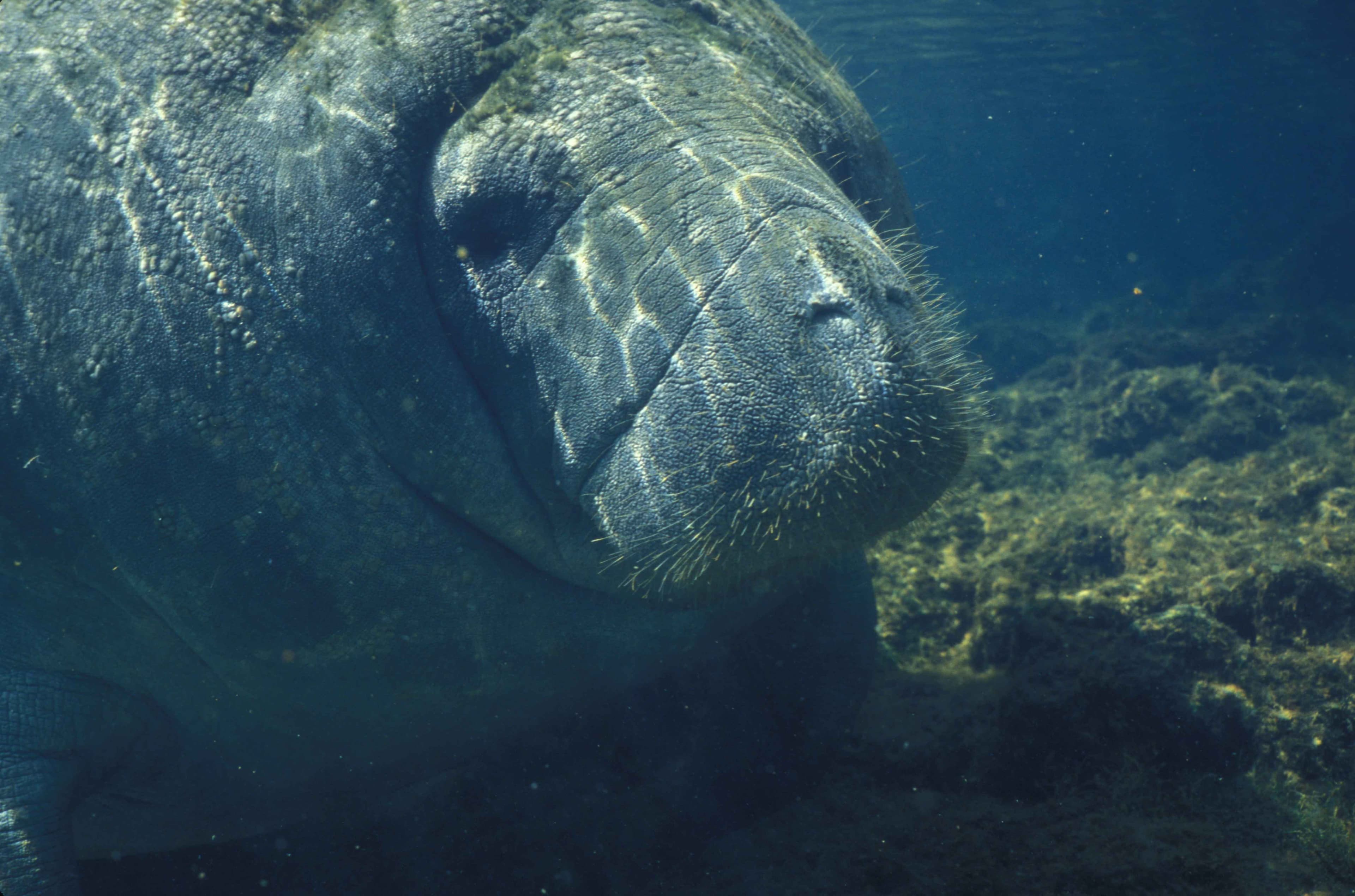 West Indian Manatee (Florida subspecies) underwater (not a local T&T sighting)